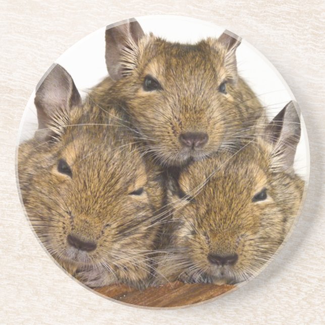 Dåsa Degu Trio Underlägg (Framsidan)
