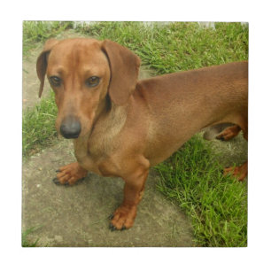 Daschund belägger med tegel kakelplatta