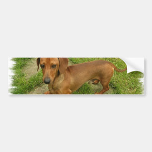 Daschund bildekal