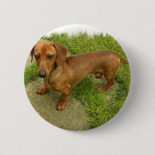 Daschund klämmer fast knapp