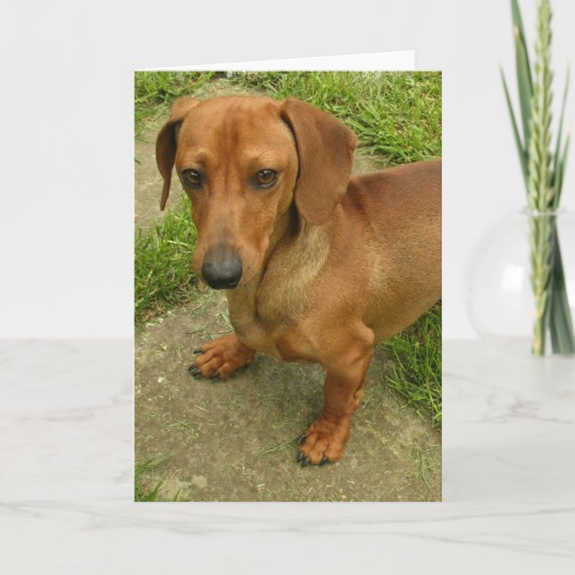 Daschund Lodrät Greeting Card Kort (Framsida)