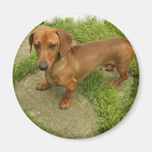 Daschund Magnet (Framsidan)