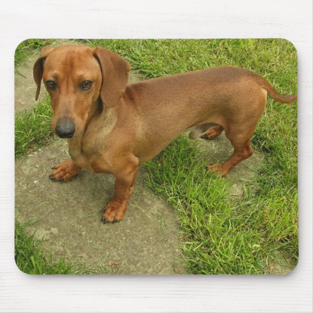 Daschund Mousepad Musmatta (Framsidan)