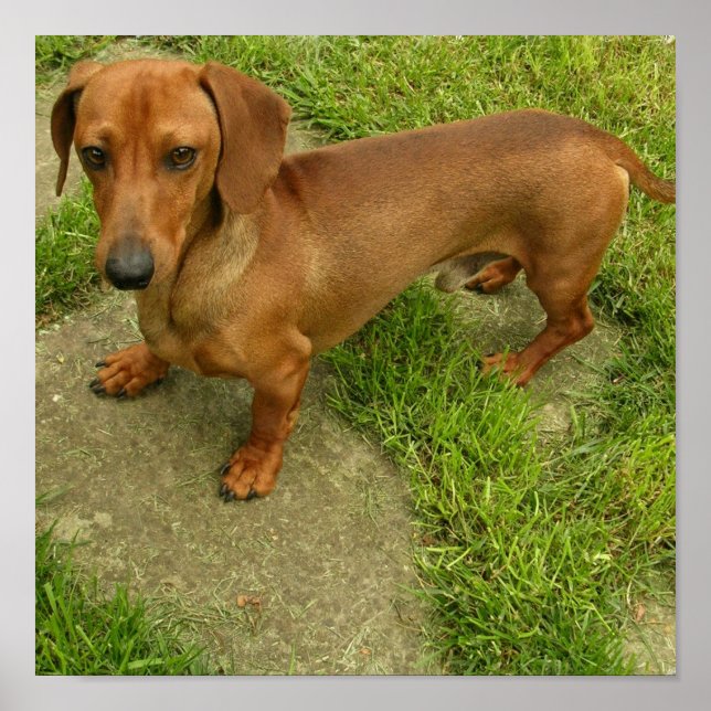 Daschund Poster Skriv ut (Framsidan)