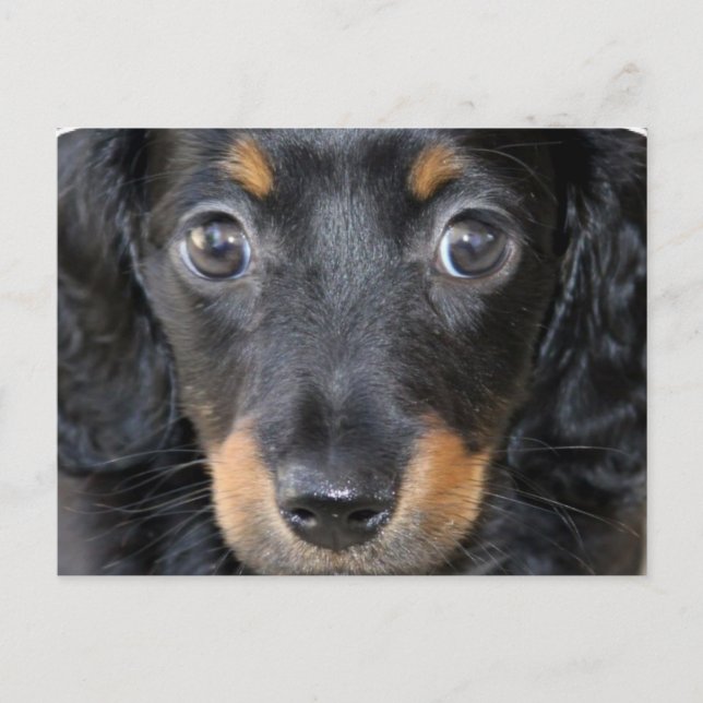 Daschund Puppy Hund Postcard Vykort (Framsida)