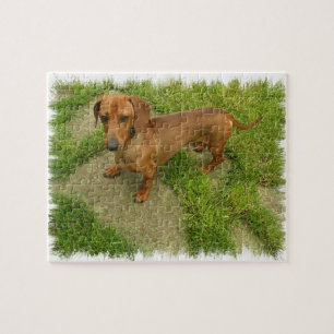 Daschund pussel