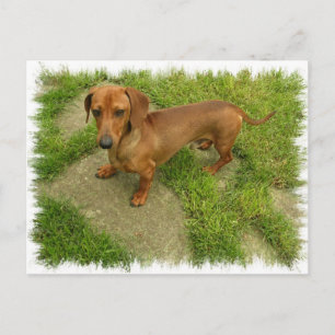 Daschund Vågrät Postcard Vykort
