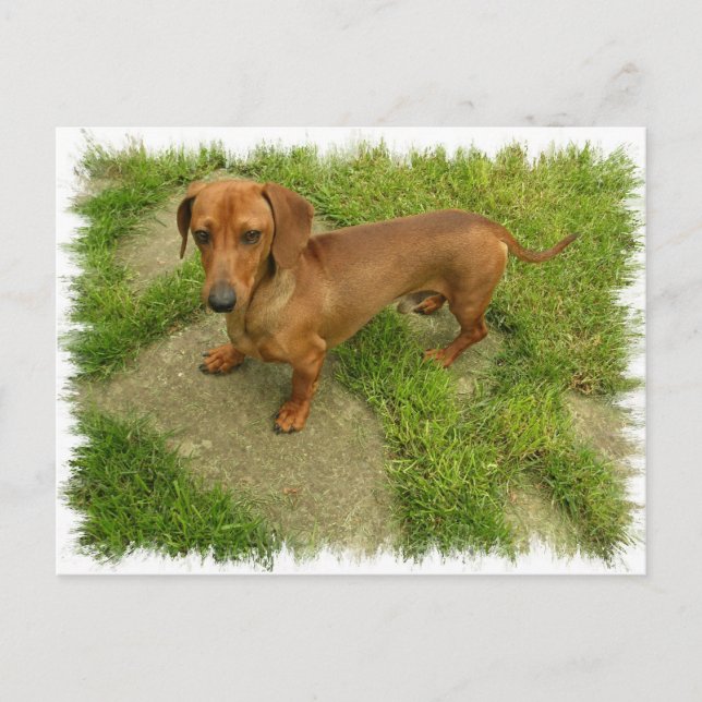 Daschund Vågrät Postcard Vykort (Framsida)
