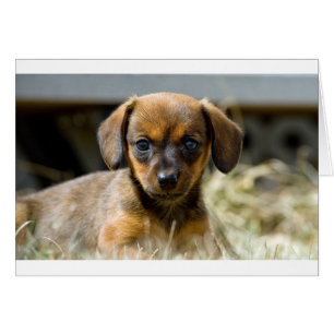Daschund Valp Hälsningskort