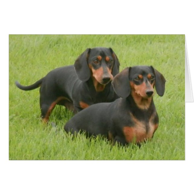 Dashunds OBS Kort (Framsidan Horizontal)