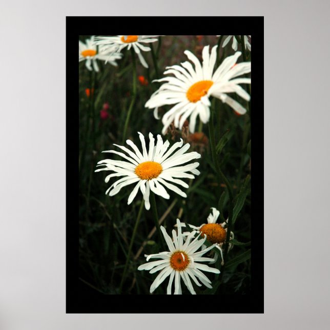 Dasiy Days Poster (Framsidan)