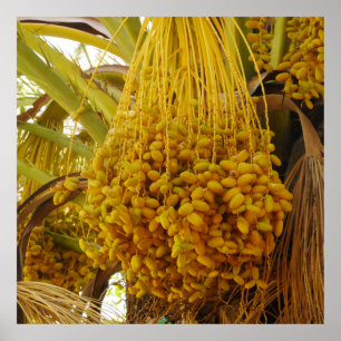 Data på Handflatan Träd Poster