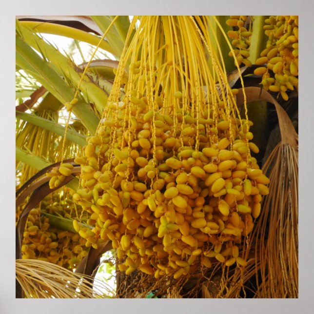 Data på Handflatan Träd Poster (Framsidan)