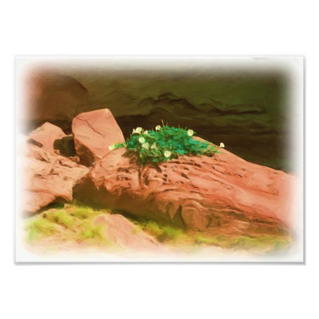 Datura Cavern Fototryck (Framsidan)