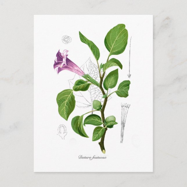 Datura fastuosa vykort (Framsida)