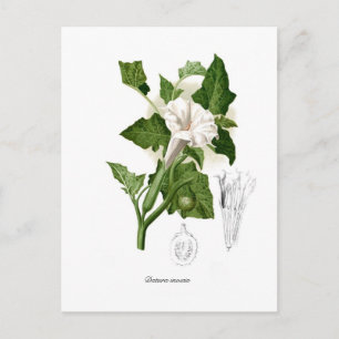 Datura inoxia vykort