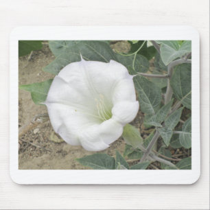 Datura Musmatta