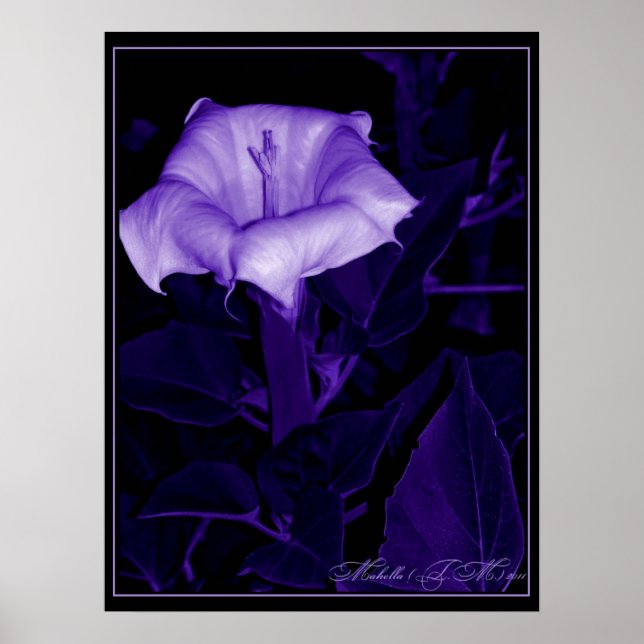 Datura Mystica 3 Poster (Framsidan)