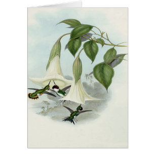 Datura och Hummingbird Hälsningskort