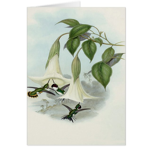 Datura och Hummingbird Hälsningskort (Framsidan)