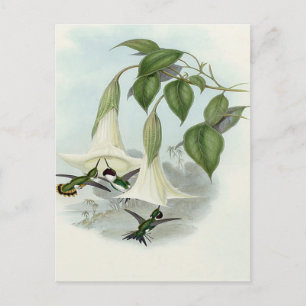 Datura och Hummingbird Vykort