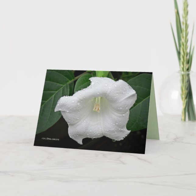 Datura på morgonen kort (Framsida)