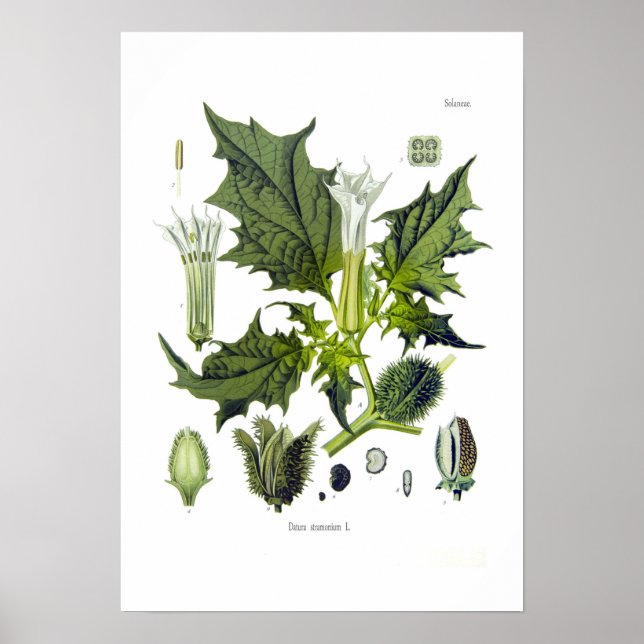 Datura stramonium poster (Framsidan)