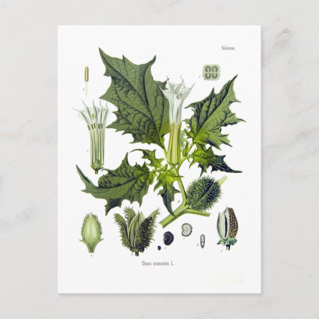 Datura stramonium vykort (Framsida)