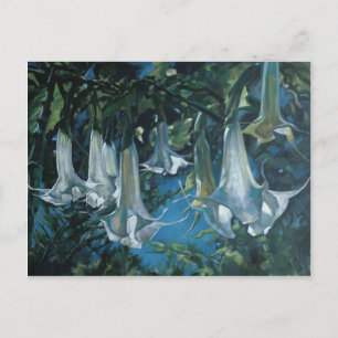 Datura Vykort