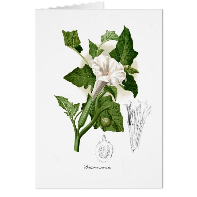 Daturainoxia Hälsningskort (Framsidan)