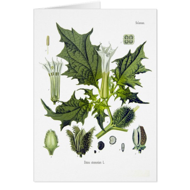 Daturastramonium Hälsningskort (Framsidan)