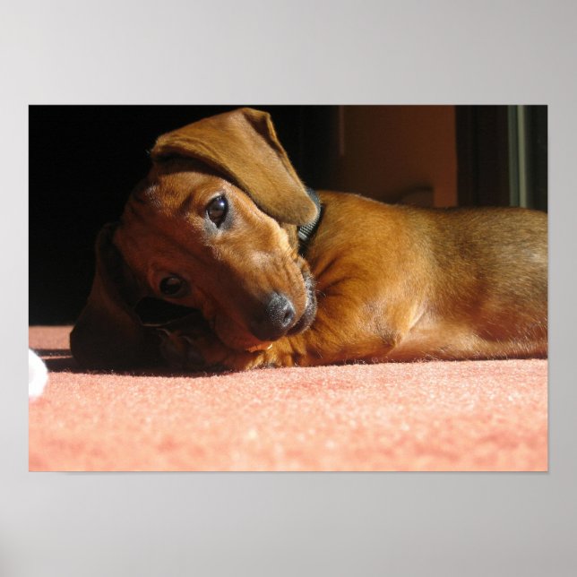 Dauchshund Poster (Framsidan)