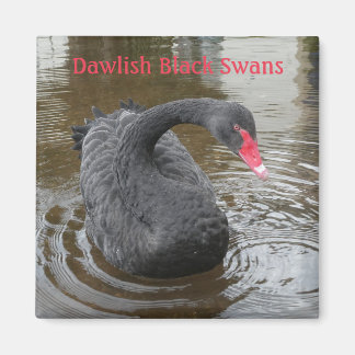Dawlish Black Svan Magnet