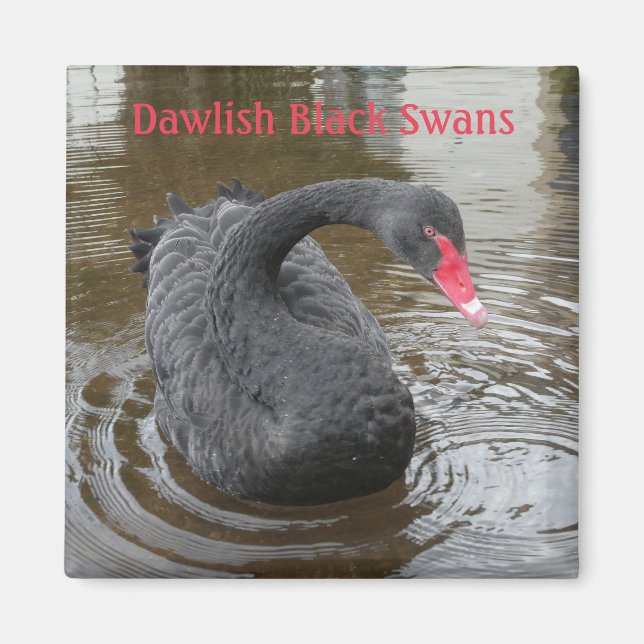 Dawlish Black Svan Magnet (Framsidan)