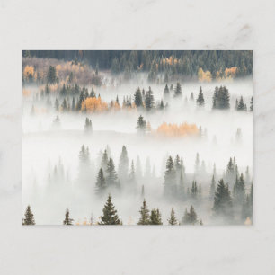 Dawn Ground Fog Täcker bergsskog Vykort