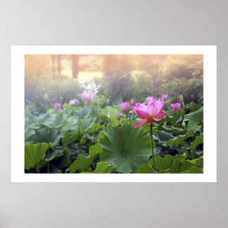 Dawn på Lotus Pond Poster