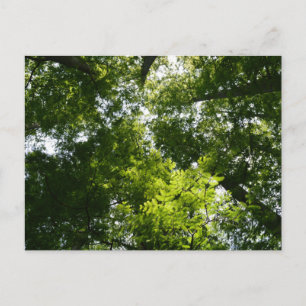 Dawn Redwood Canopy Vykort