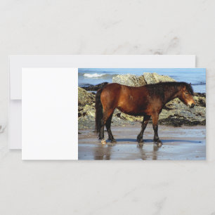 Daxrtmoor pony på avlägsna stranden i södra Devon