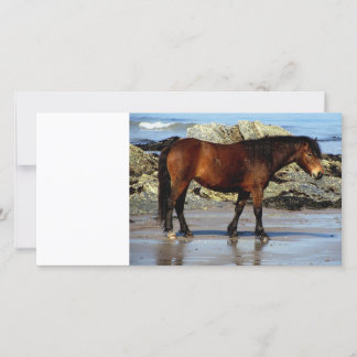 Daxrtmoor pony på avlägsna stranden i södra Devon