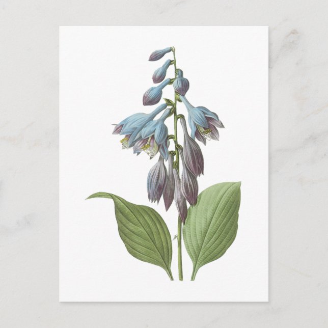 Day (Hemerocallis caerulea) från Redouté Vykort (Framsida)