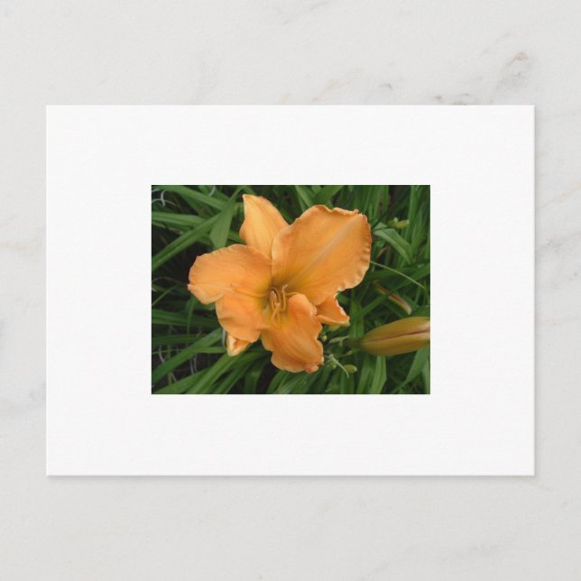 Day Lily Vykort (Framsida)