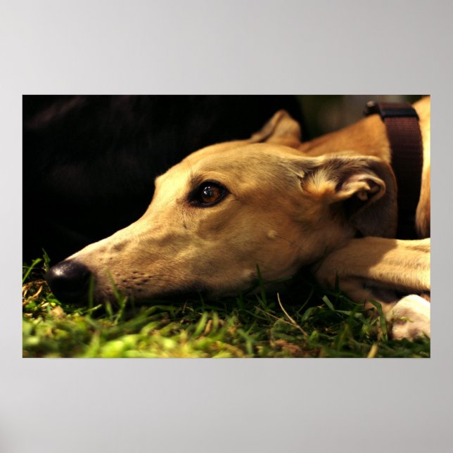 Daydreaming Poster (Framsidan)