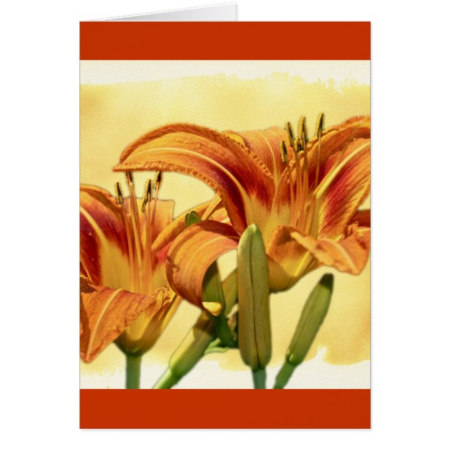 Daylilies - Hemerocallis Hälsningskort (Framsidan)