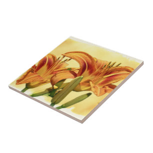 Daylilies - Hemerocallis Kakelplatta