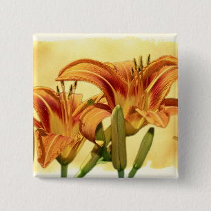 Daylilies - Hemerocallis Knapp