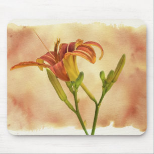 Daylilies - Hemerocallis Musmatta