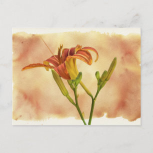 Daylilies - Hemerocallis Vykort