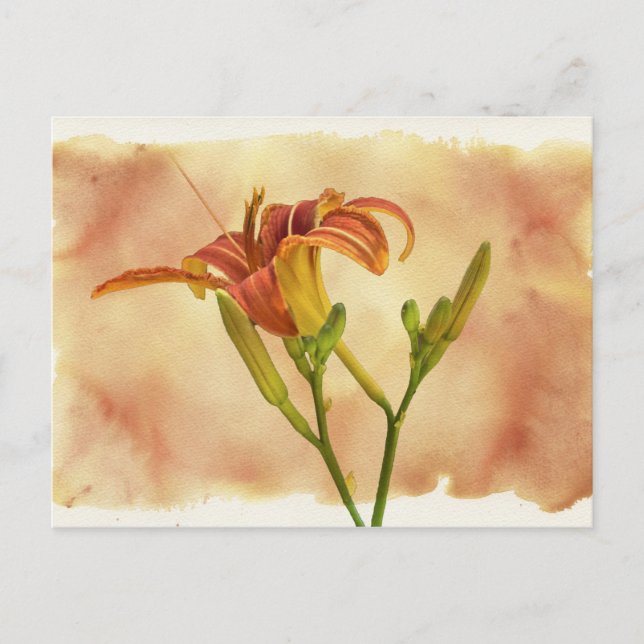 Daylilies - Hemerocallis Vykort (Framsida)