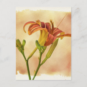 Daylilies - Hemerocallis Vykort
