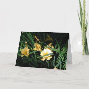 Daylilies Kort